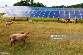 SOLAR CO. LEASING BIG LAND PARCELS: Solar Field Sheep